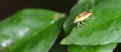 Plautia stali