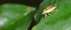 Plautia stali