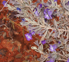 Eremophila bowmanii