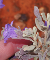 Eremophila bowmanii