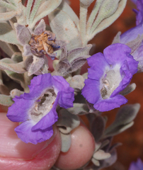 Eremophila bowmanii