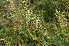 Silene sibirica