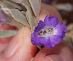 Eremophila bowmanii