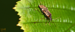 Neolethaeus dallasi