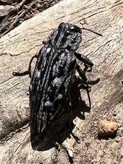 Chrysobothris woodgatei