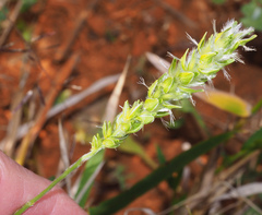 Thyridolepis mitchelliana