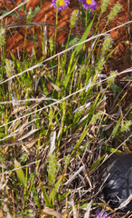 Thyridolepis mitchelliana