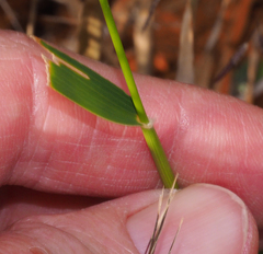Thyridolepis mitchelliana