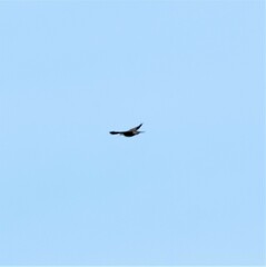 Streptopelia tranquebarica humilis