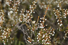Thryptomene micrantha