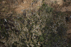 Thryptomene micrantha