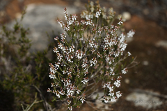 Thryptomene micrantha