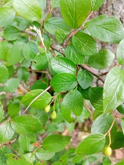 Cotoneaster lucidus