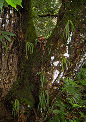 Angraecopsis parviflora