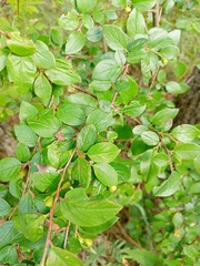 Cotoneaster lucidus