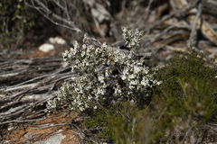Thryptomene micrantha