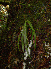 Angraecopsis parviflora