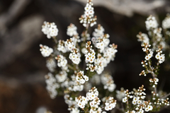 Thryptomene micrantha