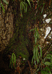 Angraecopsis parviflora