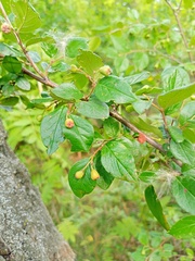 Cotoneaster lucidus