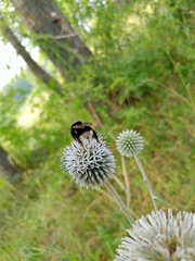 Bombus