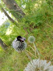 Bombus
