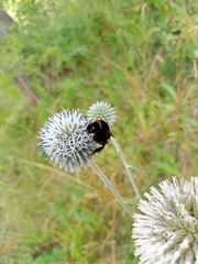 Bombus