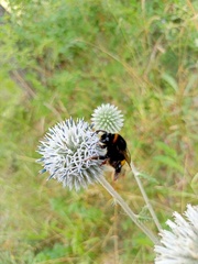 Bombus