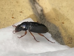 Harpalus rufipes