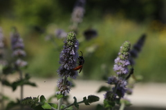 Sphecodes albilabris