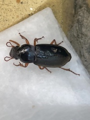 Harpalus rufipes