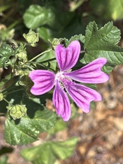 Malva sylvestris