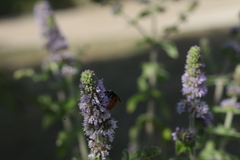 Sphecodes albilabris