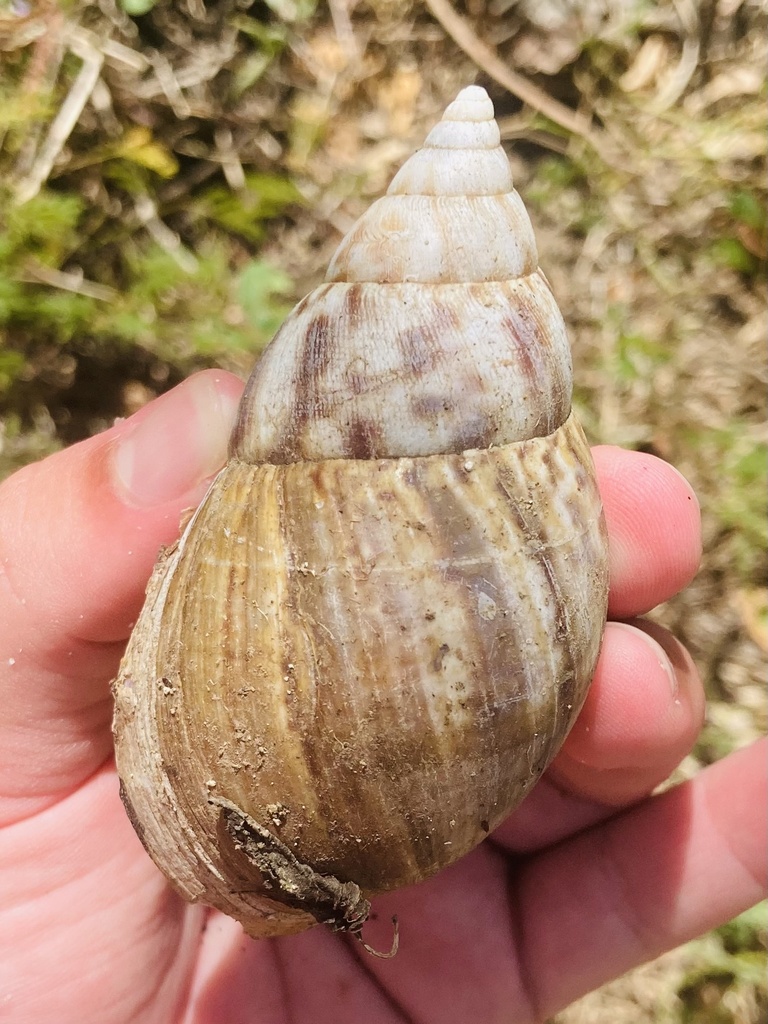 African Giant Snail (Lissachatina fulica) — recorded at The Cathedral
