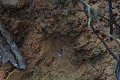 Pseudogagrella splendens