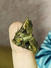 Euplexia