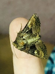 Euplexia