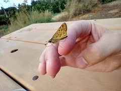 Hylephila phyleus