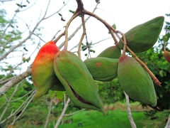 Sterculia monosperma