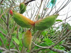 Sterculia monosperma