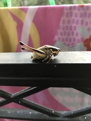 Eupholidoptera smyrnensis