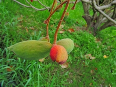 Sterculia monosperma