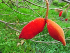 Sterculia monosperma