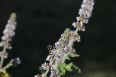 Sphecodes albilabris