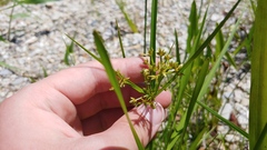 Cyperus dentatus