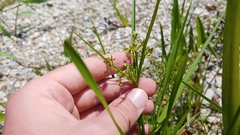 Cyperus dentatus