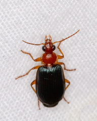 Lebia deceptrix
