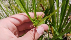 Cyperus dentatus
