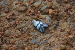 Heortia vitessoides