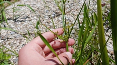 Cyperus dentatus